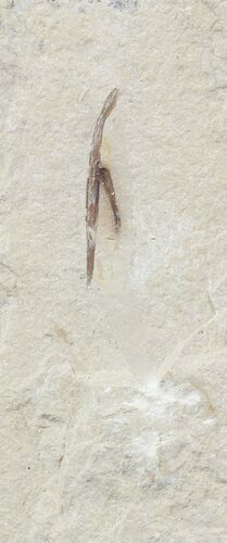 Cretaceous Fossil Squid - Soft-Bodied Preservation #48589